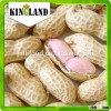 Roasted salted peanuts in shell