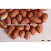 bold peanuts with reasonable price