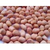 red skin peanut kernels ( Good quality and cheap prices )