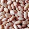 Peanuts Bold & Java Indian origin New Crop 2014