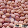 Groundnut Kernels & Peanuts - Visit www.agriprices.com - Groundnut