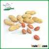 Fresh peanut/Peanut/Peanut in good price