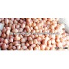 Groundnut Bold 60/70 Seeds