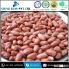 Big Size Salted and Roasted Peanut Kernels Price