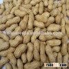 Peanut in shell&kernels China Good quality