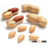 HIGH QUALITY FRIED & SALTED PEANUTS