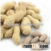 We are supply peanuts, roasted peanut in shell with good quality