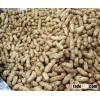 Long Peanuts Available In Perfect Quality