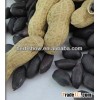 High quality black peanut seeds