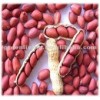 Shandong New Crop best price blanched Peanut
