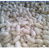 New Crop 2015 Blanched Peanut Kernels 25/29
