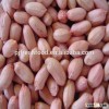Red peanut Kernels from Chinese factory