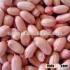 Fresh Crop Large Peanut Kernel