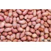 Shandong organic roasted and blanched peanut