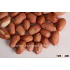 Fresh Indian Peanut Price
