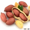 2015 Crop Shandong Origin Blanched Peanut 25/29