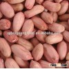 peanut kernels & blanched peanut kernels