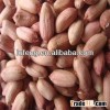New Crop 2013 Chinese Best Price Raw Peanut Kernel
