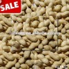 New Crop Chinese Raw Peanut In Shell 9/11