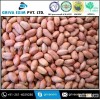 High Quality Peanut Importers From India