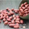 High Quality Peanut Kernels with Red Skin Raw Peanuts Kernel Prices