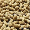 PEANUTS / GROUNDNUTS