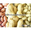 peanut importer in singapore dried fruit wholesale