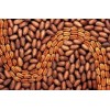 Good Quality Pecan nuts for sale/ Pecan nut in shell..