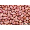 RAW JUMBO PEANUTS New Crop 2015