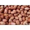 Raw Peanuts/Jumbo Peanuts Available.New Crop
