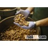 cracked pecan nuts