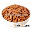 hot sale Pine nut