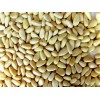 Bulk Pinenuts (Pine nuts kernels)