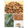 Organic Pine Nut Seeds