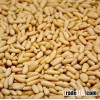 Raw Pine Nuts, Food Pine Nuts Raw for sale..