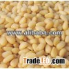 CORE Siberian pine nuts