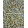 pine nuts kernels