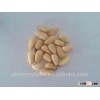 pine nut for sale