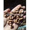 pine nuts in shell from china
