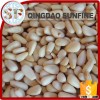 Wholesale organic pine nuts