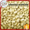 Organic pine nuts wholesale prices