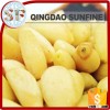 High quality organic pine nuts