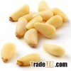 Cedar Nuts / Pine Nuts (Peeled) Long Grain