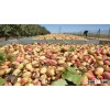 Pistachio Nuts - Visit www.agriprices.com For Wholesale Price Discounts On Iranian Pistachios Nuts
