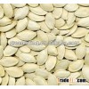 china white pumpkin seeds/kernels with high quality