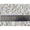 Grade A Snow White Pumpkin Seed