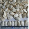 Snow white Pumpkin Seeds