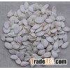 Snow White Pumpkin Seeds For Sale