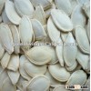 2011 new crop snow white pumpkin seeds,edible pumpkin seeds