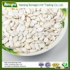Chinese pumpkin seeds and kernels snow white new crop